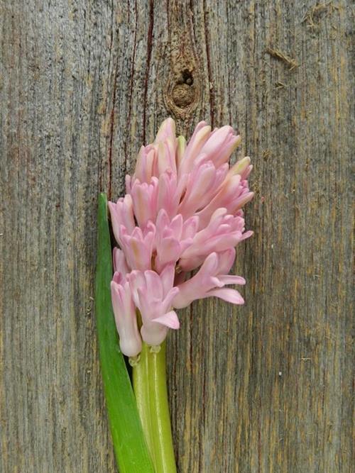 PINK HYACINTH